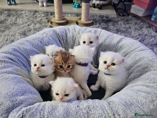 British Longhair cats - Advert 16