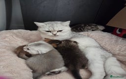 Scottish Fold cats for sale: Scottish folds - Image 12