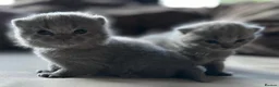 British Shorthair cats for sale: Little Family  in Enfield - Advert 7