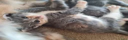 Mixed Breed cats for sale: Female & male kitten for sale - Advert 9