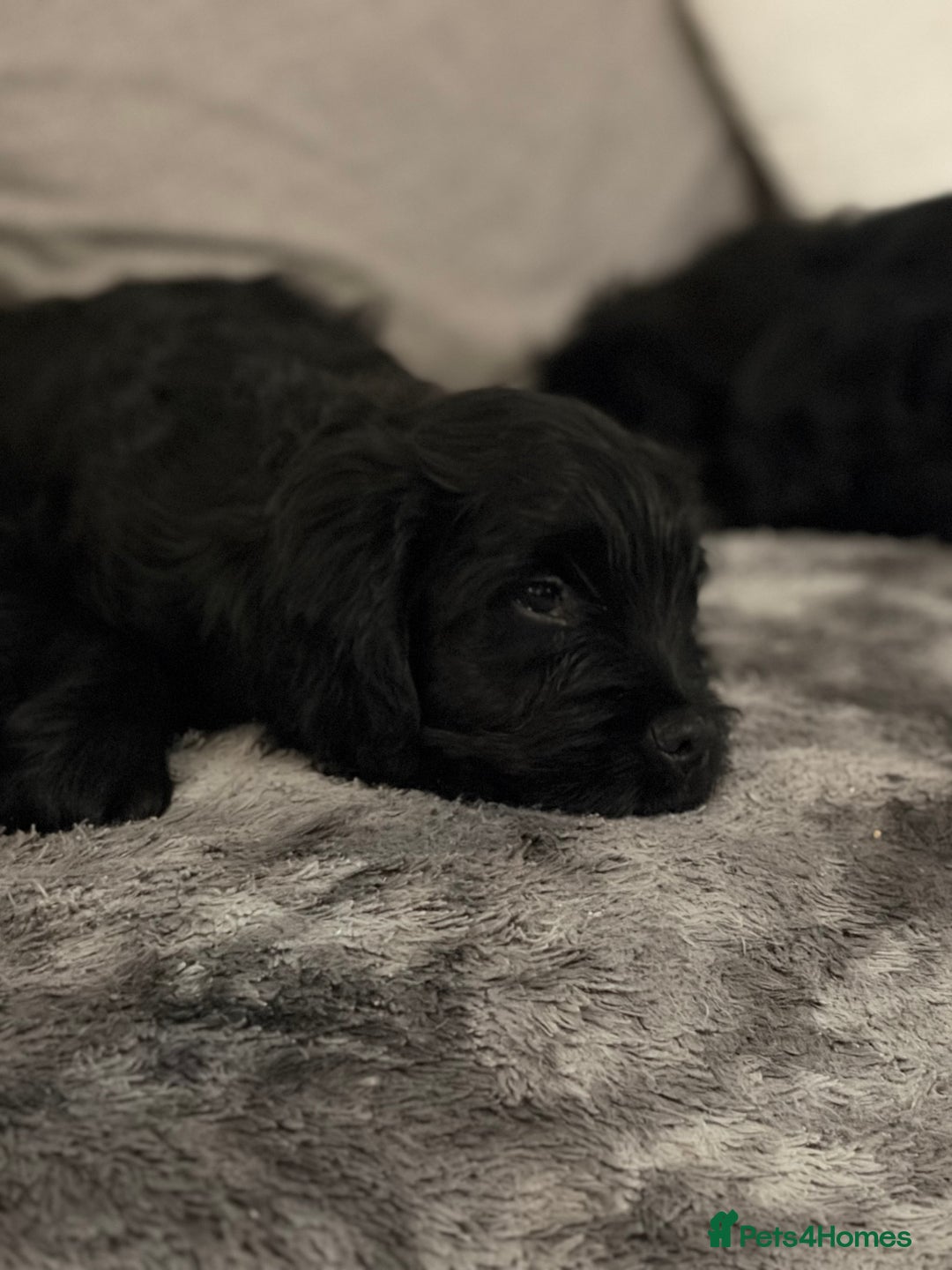 Cockapoo dogs for sale: Cockapoo X Coker spaniel  - Advert 4