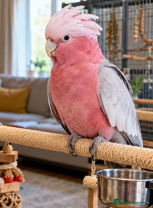 Cockatoo birds DNA male galah baby - Advert 3