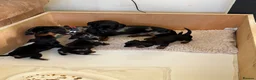 Miniature Dachshund dogs for sale: KC Registered Miniature Dachshund Puppies - Advert 8