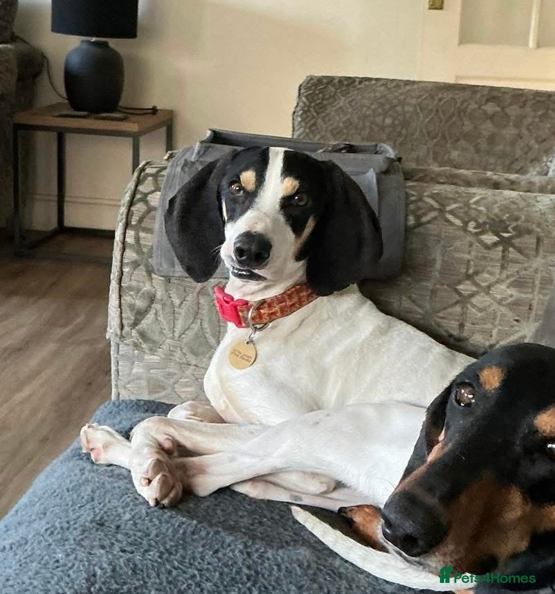 Mixed Breed dogs Mickey, great with children & other dogs  - Advert 7