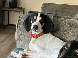 Mixed Breed dogs Mickey, great with children & other dogs - Advert 7