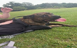 Mixed Breed dogs for sale: Dog for sale - Image 3
