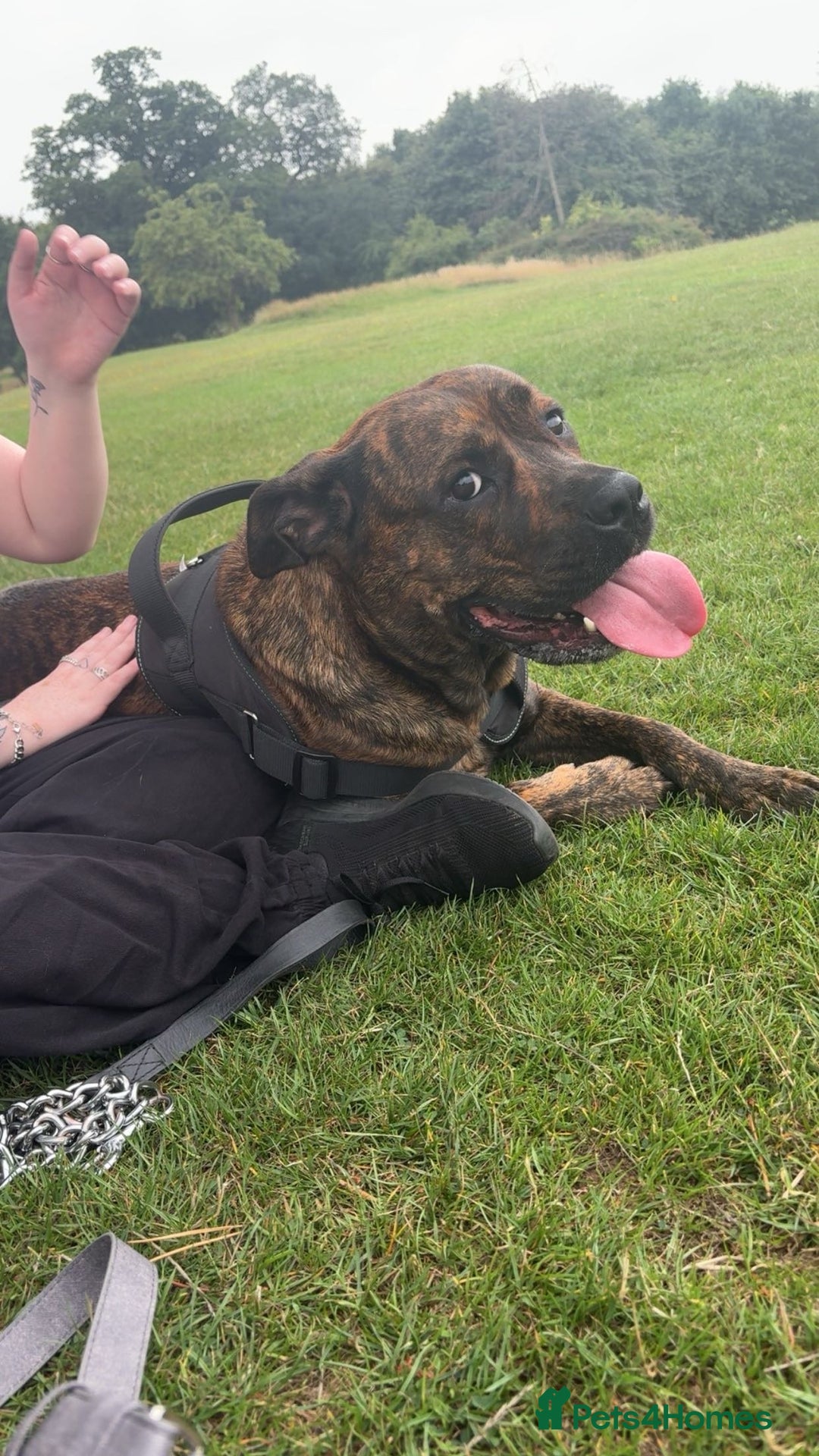 Mixed Breed dogs for sale: Dog for sale - Image 3