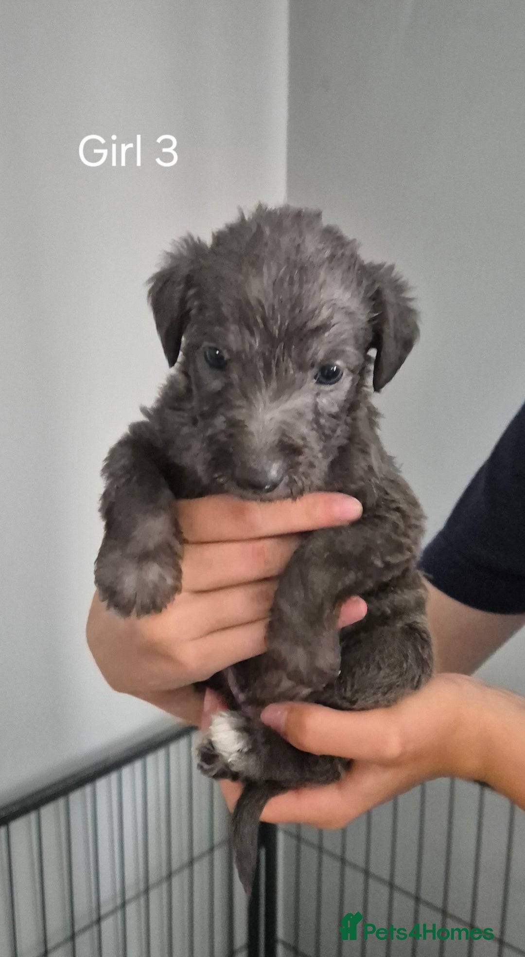 Bedlington Terrier dogs for sale: Beddlington Terrier x Whippet  - Image 3