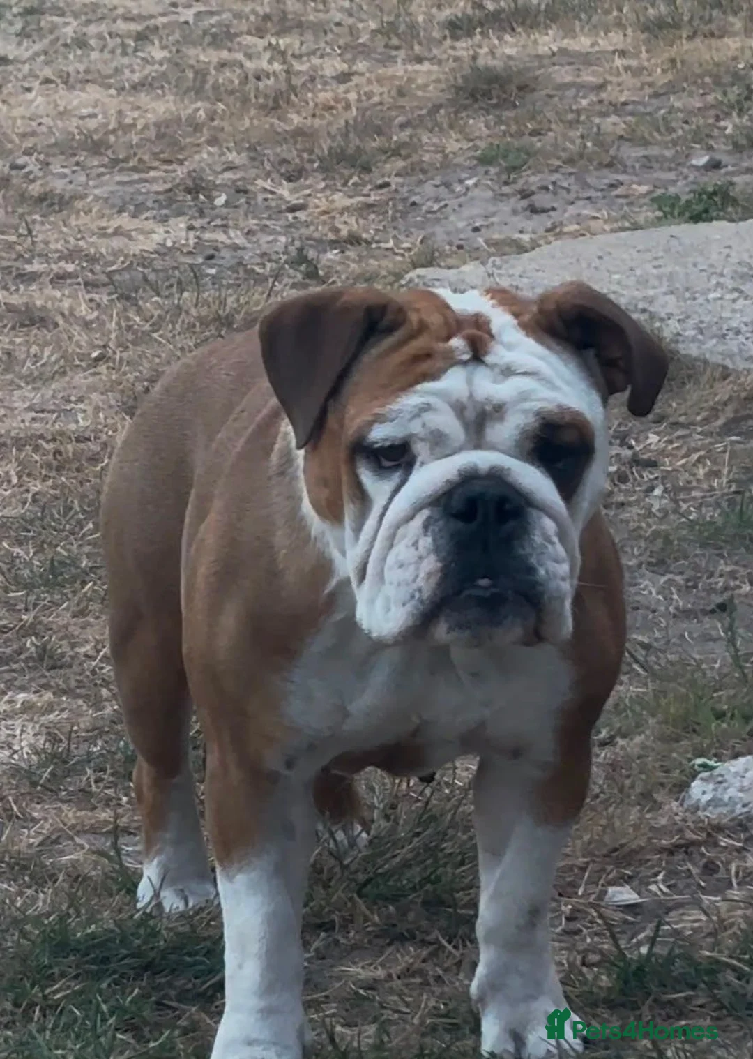 English Bulldog dogs for sale: kc reg red and white English bulldog - Advert 3