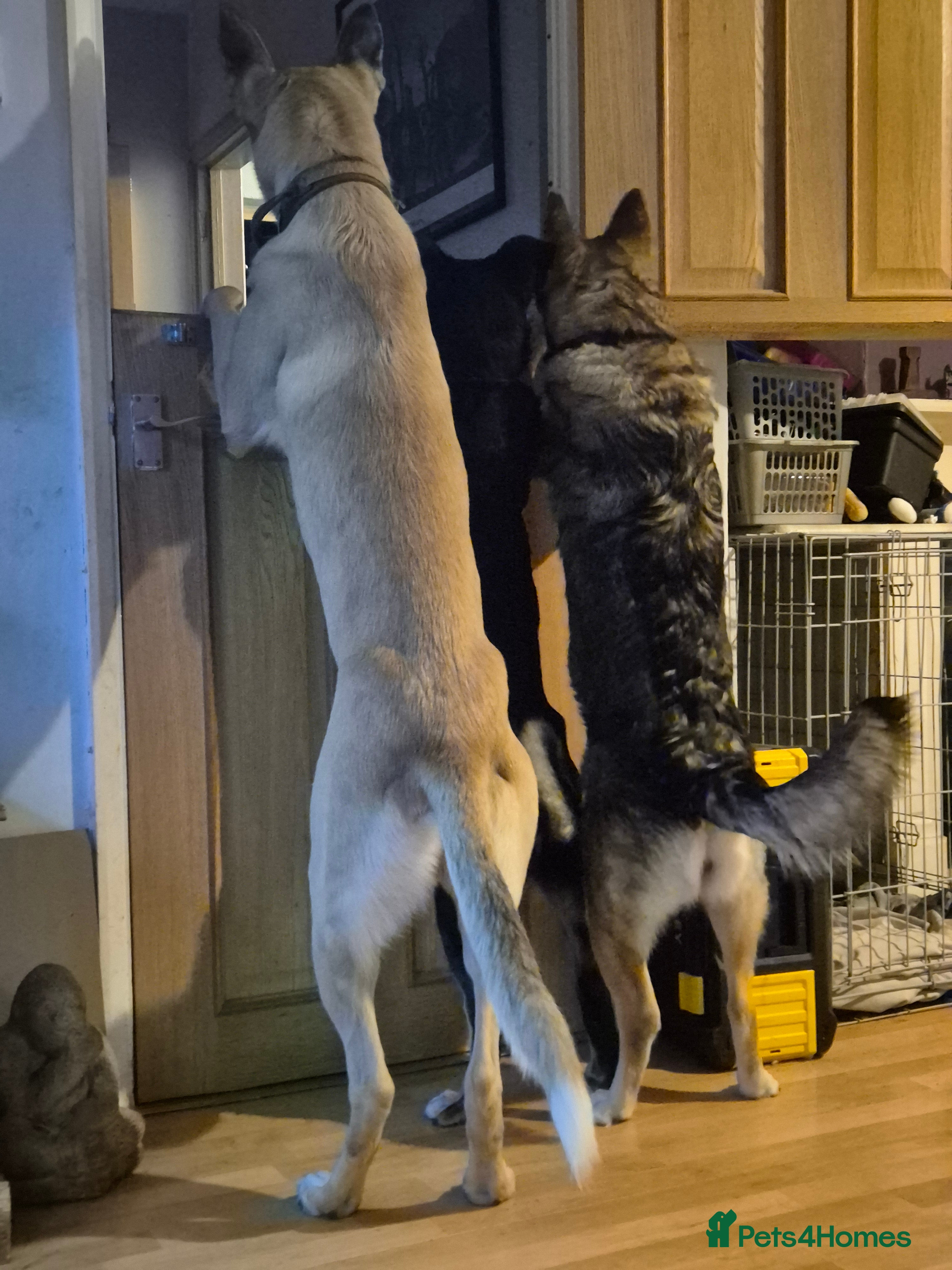 Mixed Breed dogs With a heavy heart - Advert 16
