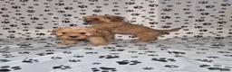 Cavapoo dogs for sale: Dna Health Tested F1 Cavapoo puppies - Advert 12