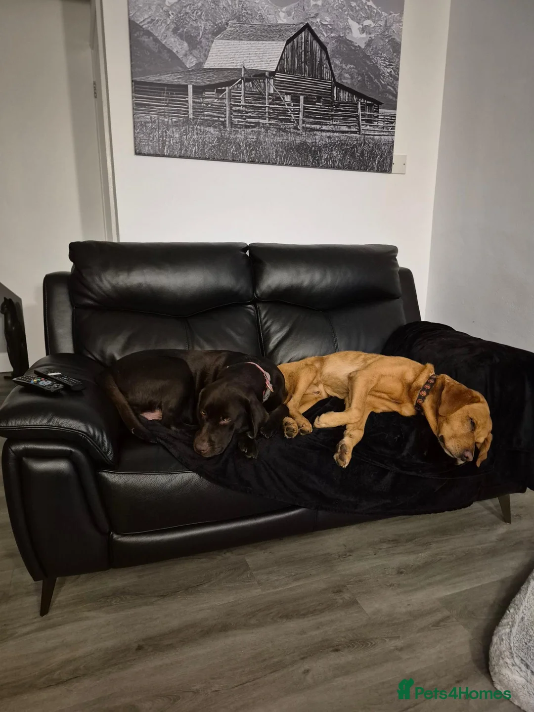 Labrador Retriever dogs for sale: Black labrador puppies  in Wymondham - Advert 2