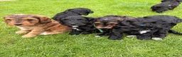 Cockapoo dogs for sale: Beautiful cockerpoo puppies  - Advert 25