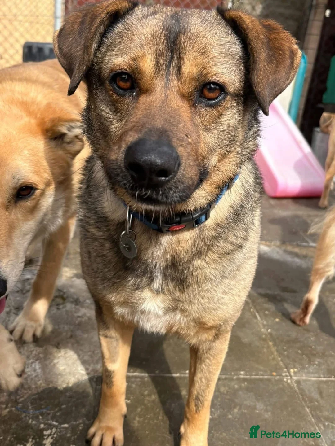 Mixed Breed dogs for adoption: Floyd - Norwich Norfolk  - Advert 2