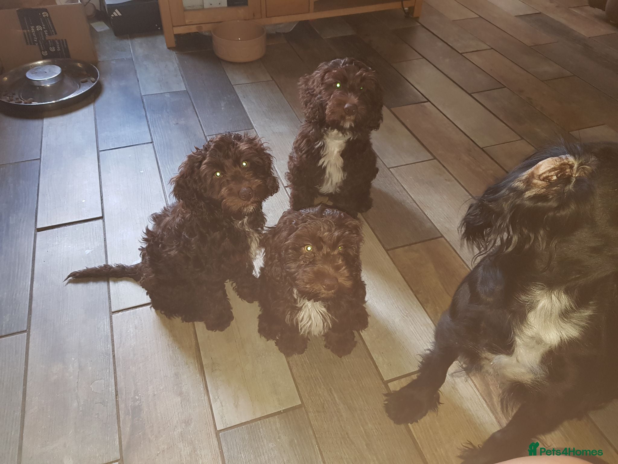 Cockapoo dogs Chocolate cockapoos - Advert 12