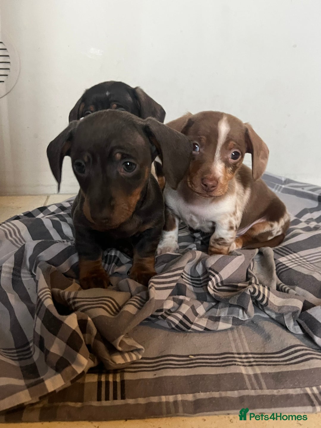 Miniature Dachshund dogs for sale: 💞Ready now Miniature dachshund 💞 - Advert 21