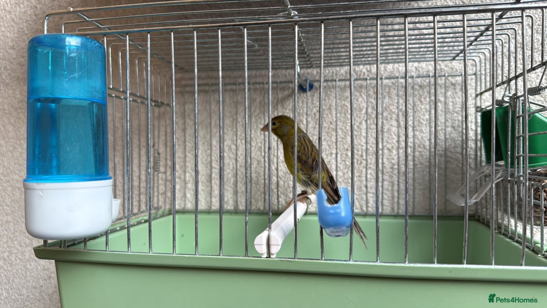 Canaries birds for sale: Canaries available  - Image 4