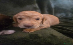 Cockerdor dogs for sale: Rare coloured stunning Cockerdor pups  - Image 6