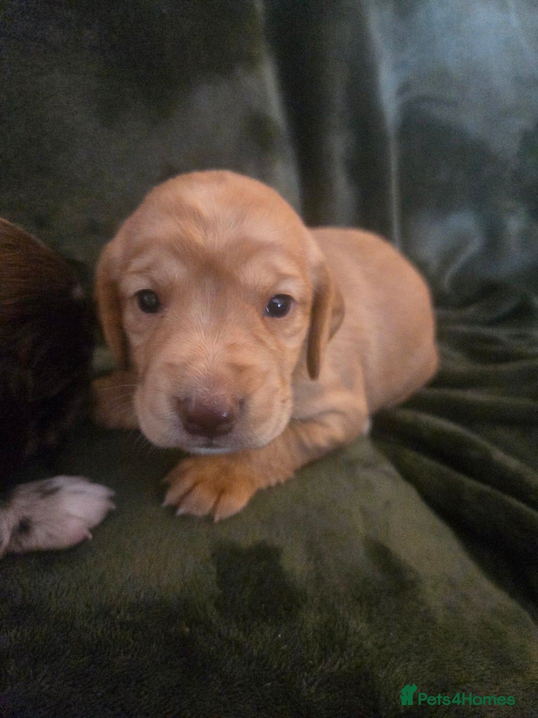 Cockerdor dogs for sale: Rare coloured stunning Cockerdor pups  - Image 6