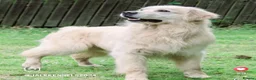 Golden Retriever dogs for sale: 5* Golden Retriver puppies in Wisbech - Advert 15