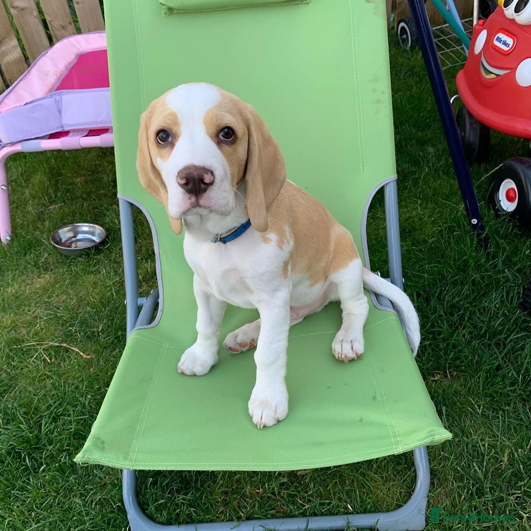 Beagle dogs Adorable Beagle Puppy - Advert 1