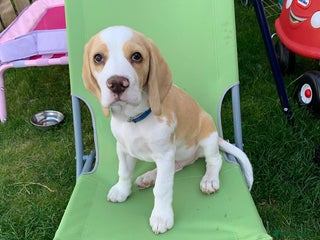 Beagle dogs Adorable Beagle Puppy - Advert 1