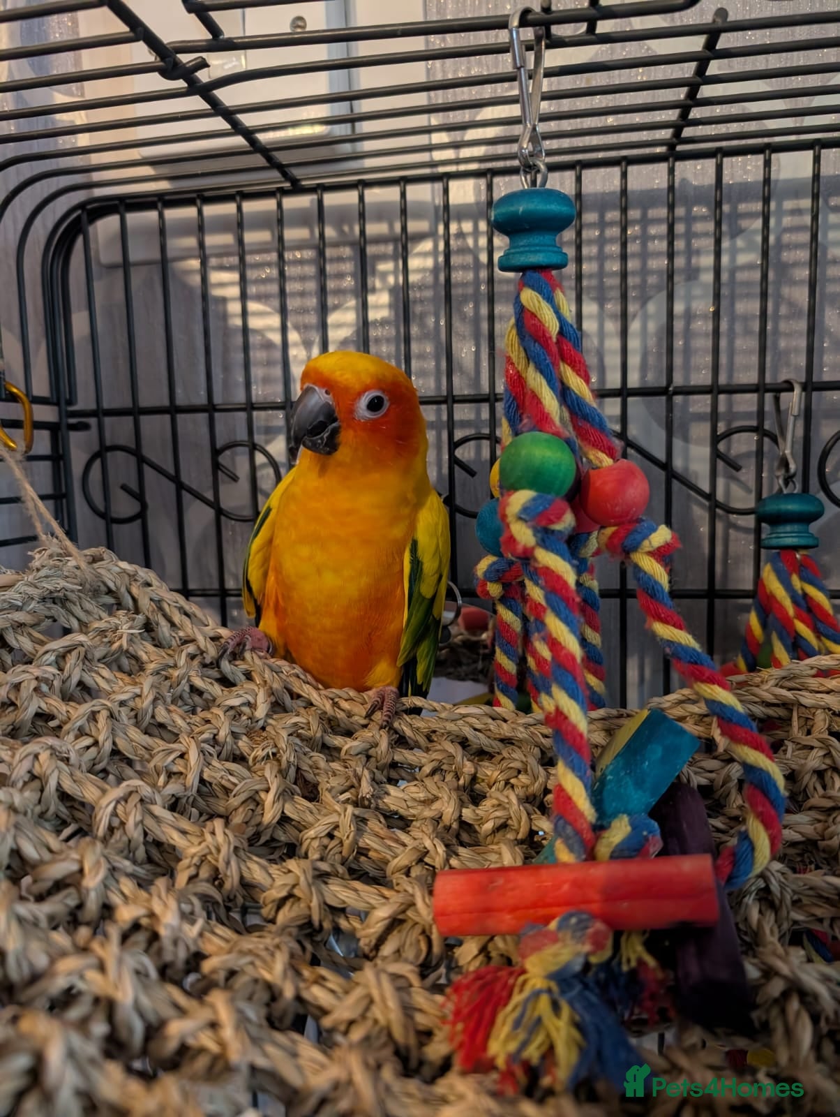 Conures birds Sun conure - Advert 11