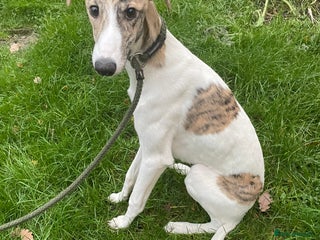 Lurcher dogs COLLIE WIPPET X SALUKI GREYHOUND PUP LAST ONE - Advert 1