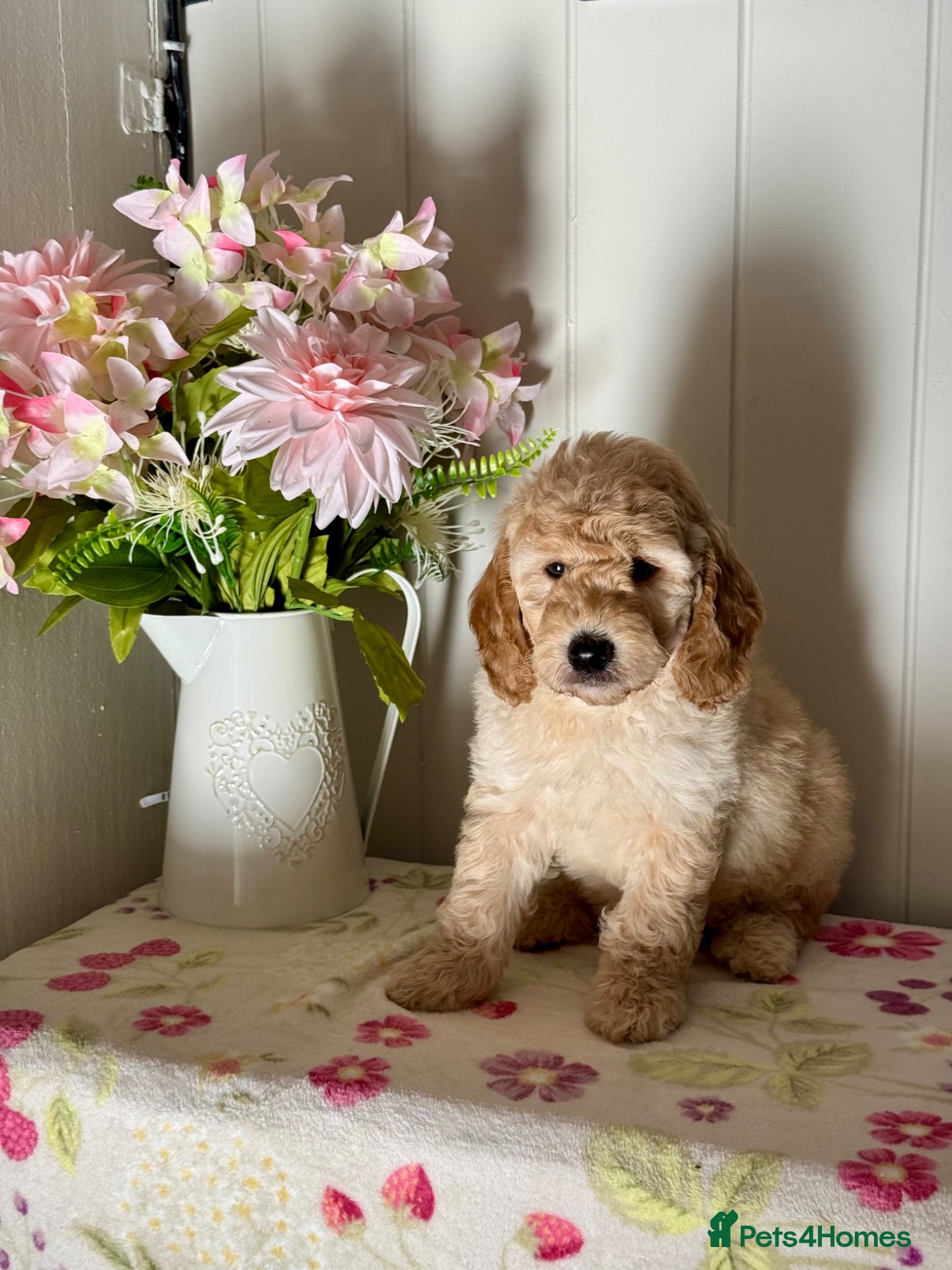 Mini Goldendoodle dogs 6 dna tested clear mini Goldendoodle puppies  - Advert 1