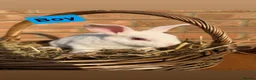 Rex rabbits for sale: 🐰Beautiful Standard Rex Rabbits🐰 - Advert 6
