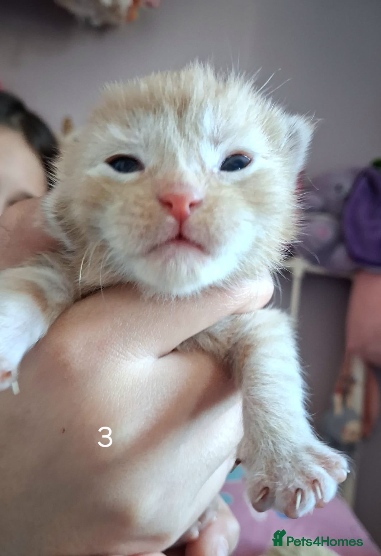 Maine Coon cats 4 purebreed maincoon babies  - Advert 5