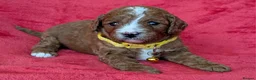 Cavapoo dogs for sale: Adorable Cavapoo Puppies From Licensed Breeder - Advert 17