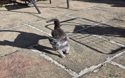 Russian Blue cats for sale: Amazing Russian Blue kitten looking for new home - Image 4