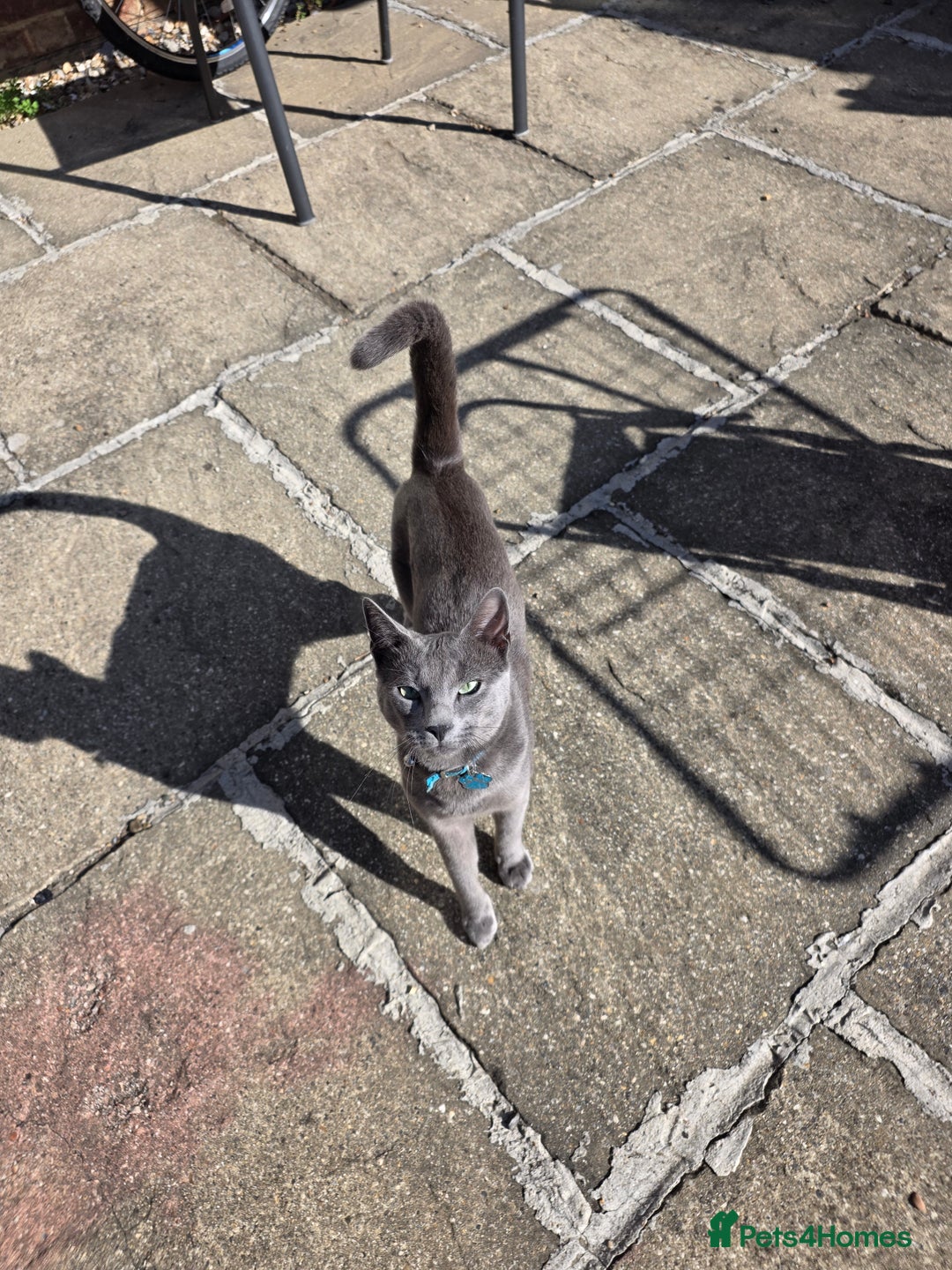 Russian Blue cats for sale: Amazing Russian Blue kitten looking for new home - Image 4