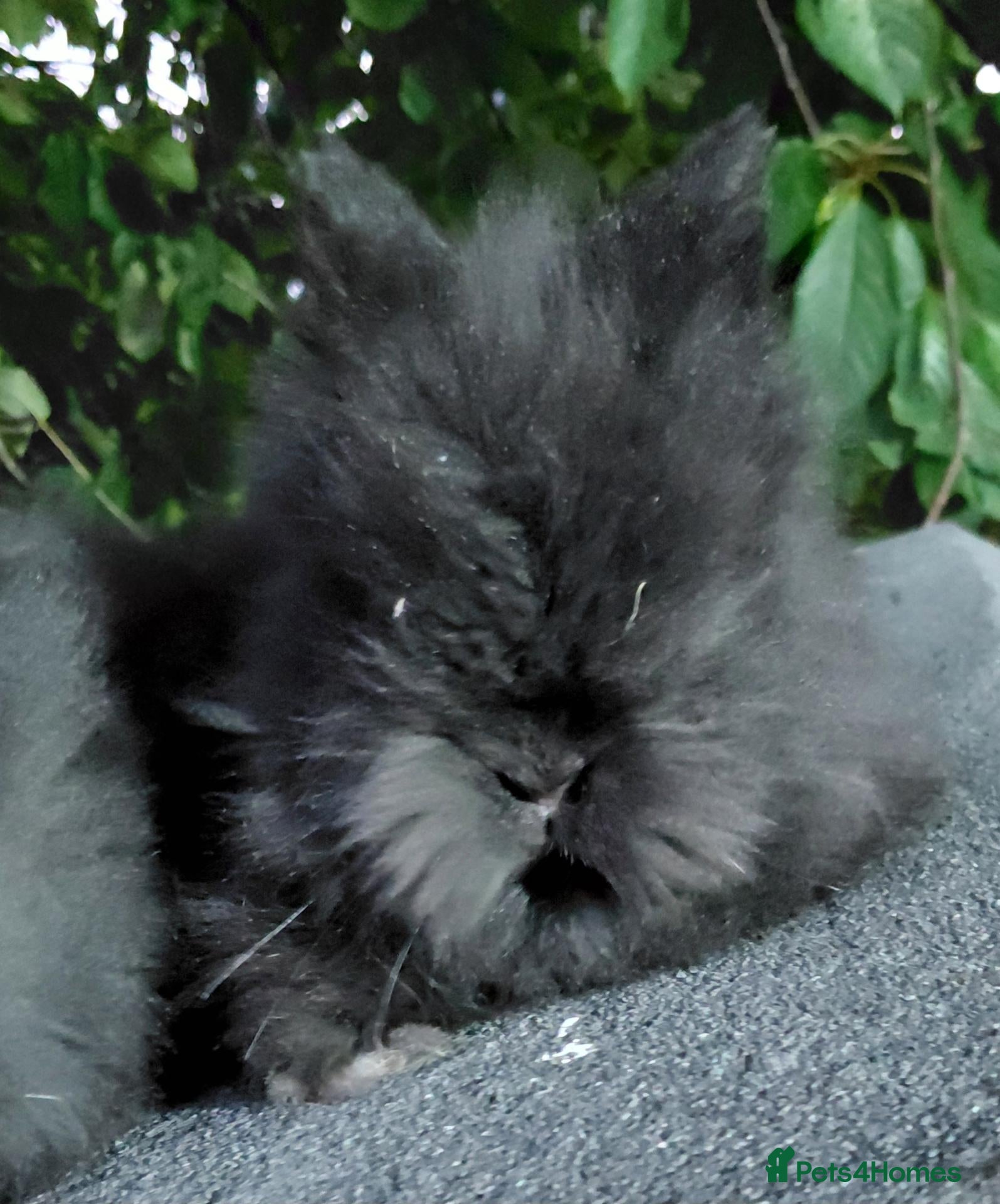 Lionhead rabbits for sale: Last Beautiful DM Lionhead black self boy - Advert 15