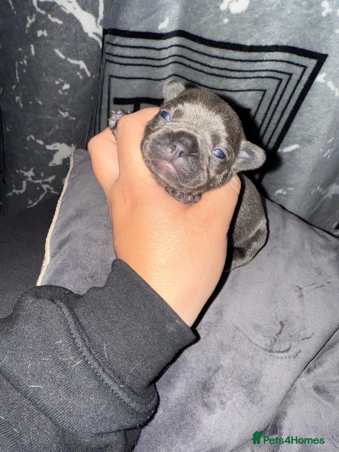 French Bulldog dogs for sale: French bull dog puppies  - Image 4