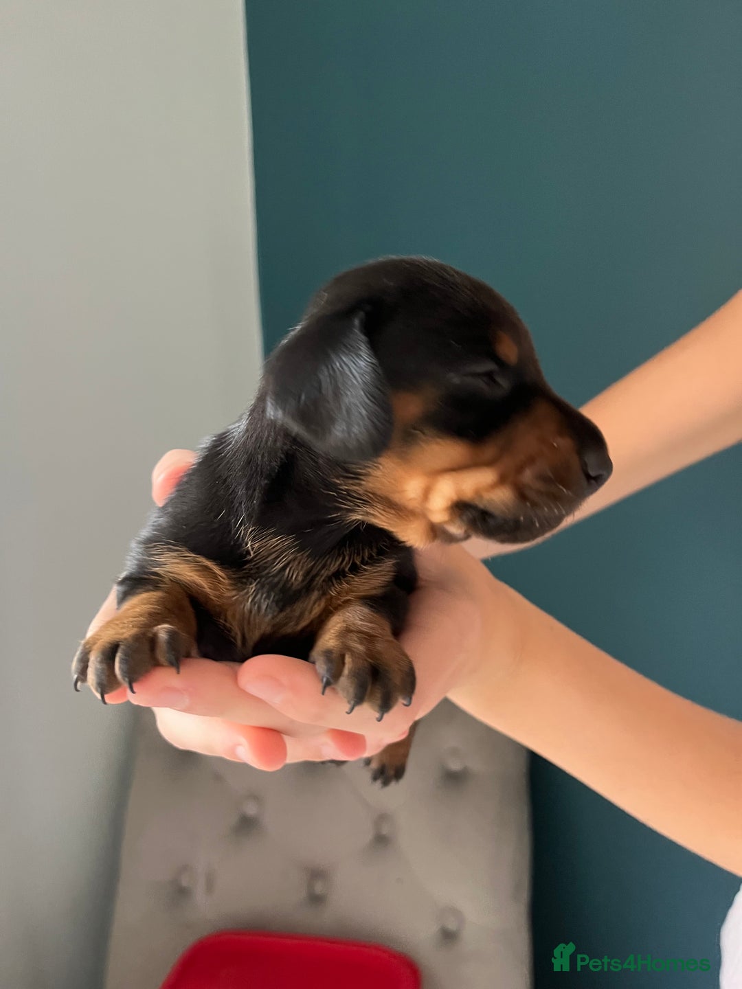 Miniature Dachshund dogs for sale: TWO LEFT KC REG Miniature Dachshunds! PEDIGREE - Advert 14