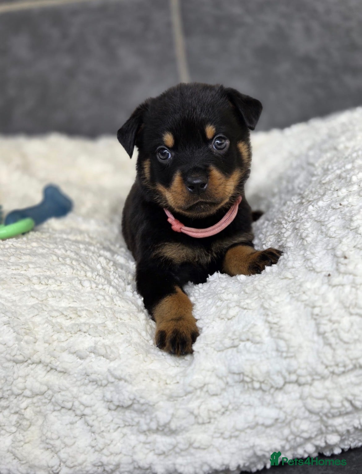 Rottweiler dogs Stunning Rottweiler pups - Advert 3