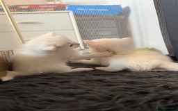 Ragdoll cats for sale: Rag doll and Maine coon cross - Image 13