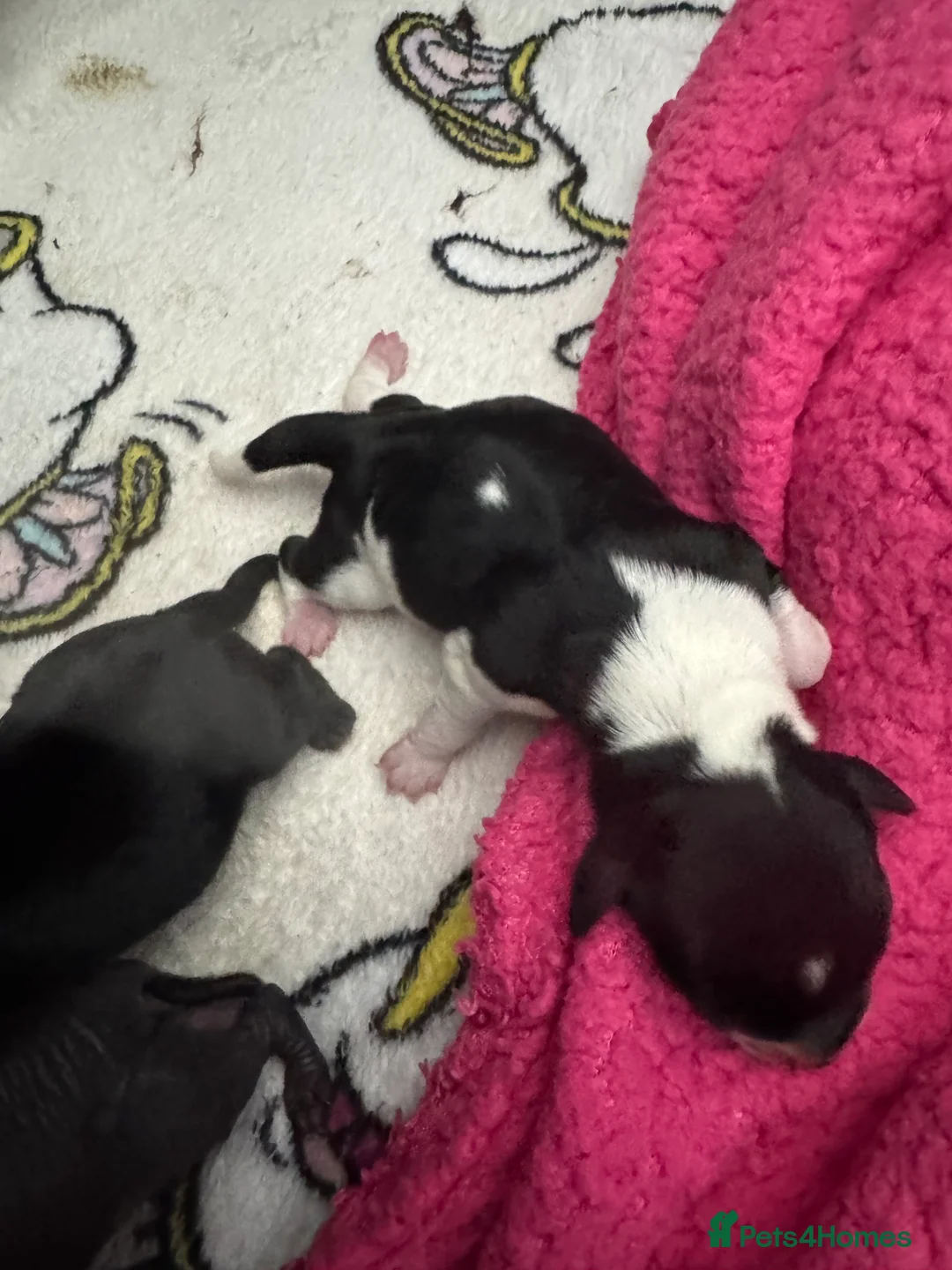 Mixed Breed dogs for sale:  Chinese crested  cross dachshund puppies  - Advert 2