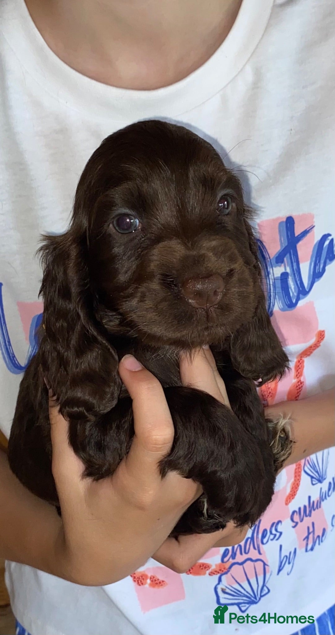 Cocker Spaniel dogs 🐾BEAUTIFUL KC REGISTERED SHOW COCKERS🐾 - Advert 2