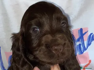 Cocker Spaniel dogs 🐾BEAUTIFUL KC REGISTERED SHOW COCKERS🐾 - Advert 2