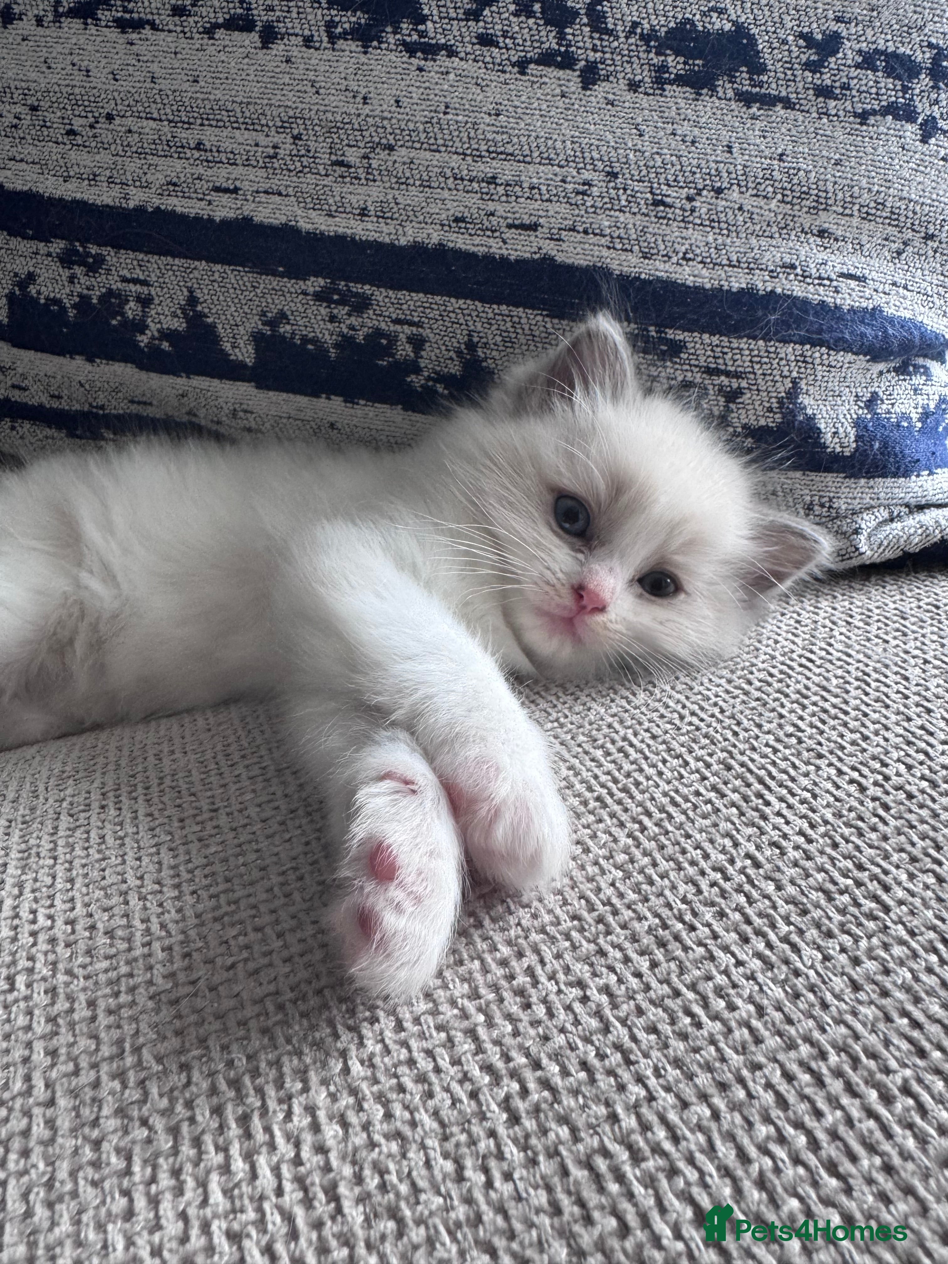 Ragdoll cats Stunning GCCF Registered Ragdoll Kitten - Advert 2