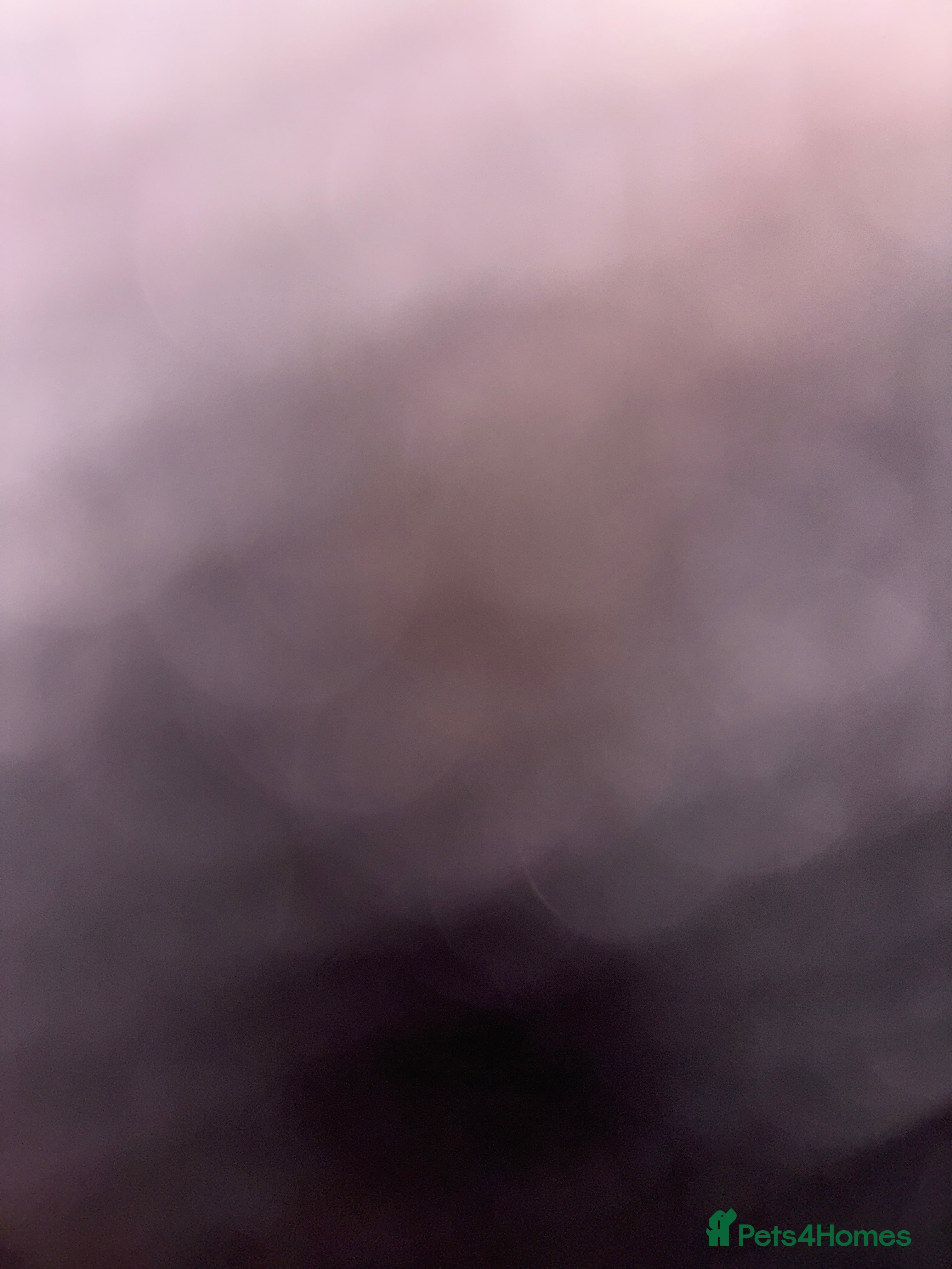 Mixed Breed cats Boy kitten  - Advert 1