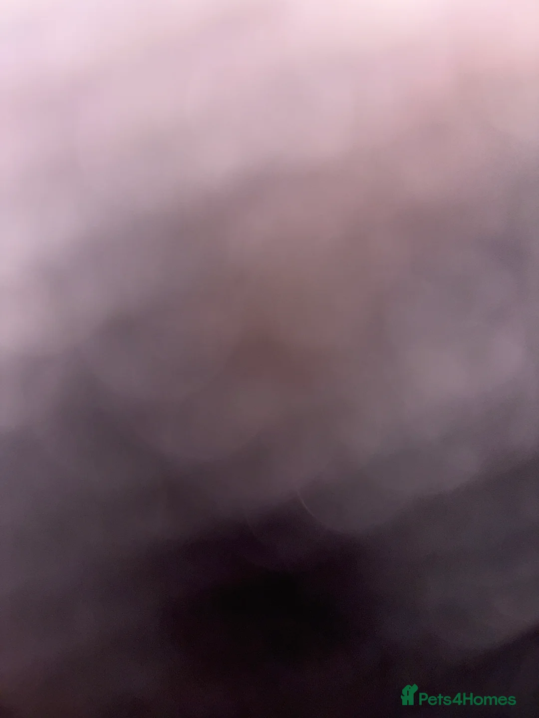 Mixed Breed cats for sale: Boy kitten  - Advert 1