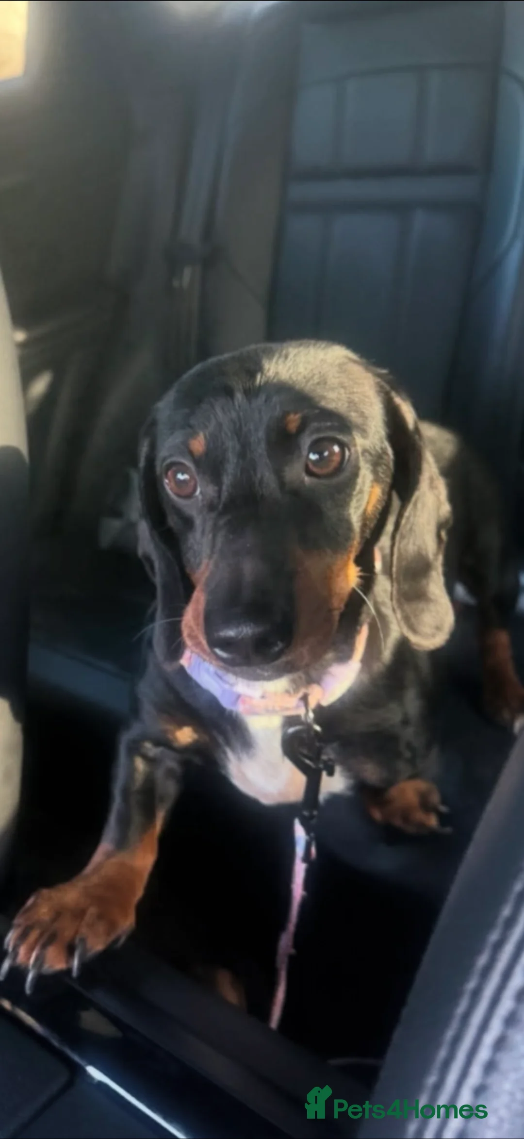 Miniature Dachshund dogs for sale: REDUCED Venus Rocket and Comet piebald dachshunds  - Advert 2