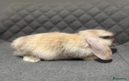 Mini Lop rabbits for sale: Mini Lop Bunnies  - Image 6