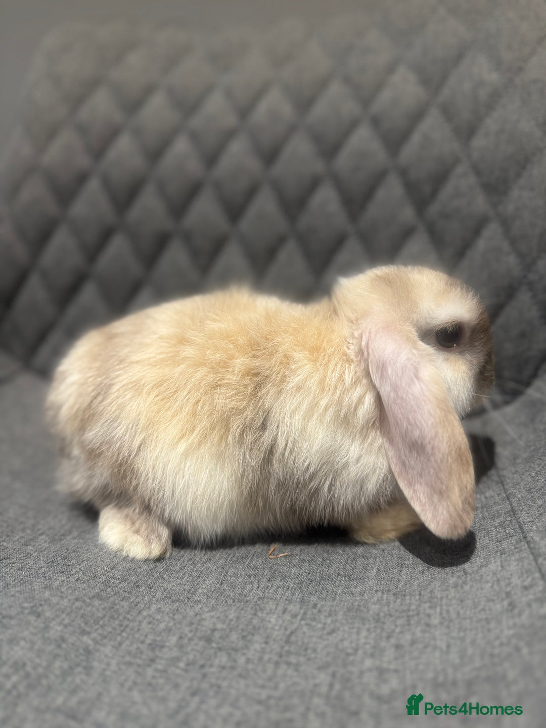 Mini Lop rabbits for sale: Mini Lop Bunnies  - Image 6