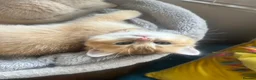 Scottish Fold cats for sale:  Kittens Ready for Their Forever Homes - Advert 20