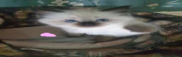 Ragdoll cats for sale: 4 x Fluffy Ragdoll Chocolate Sealpoint kittens - Advert 15